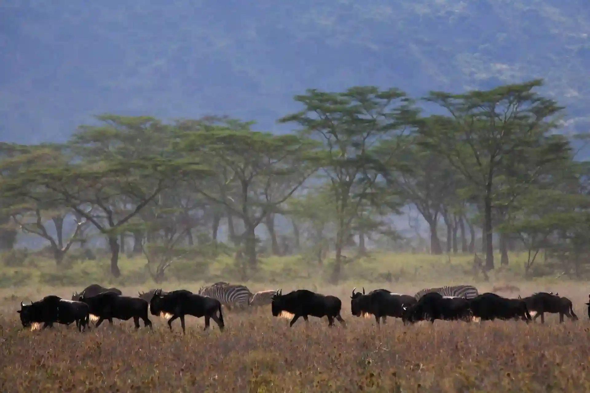 Kogatende Serengeti Safaris Company Ltd , a best tour operator in Tanzania