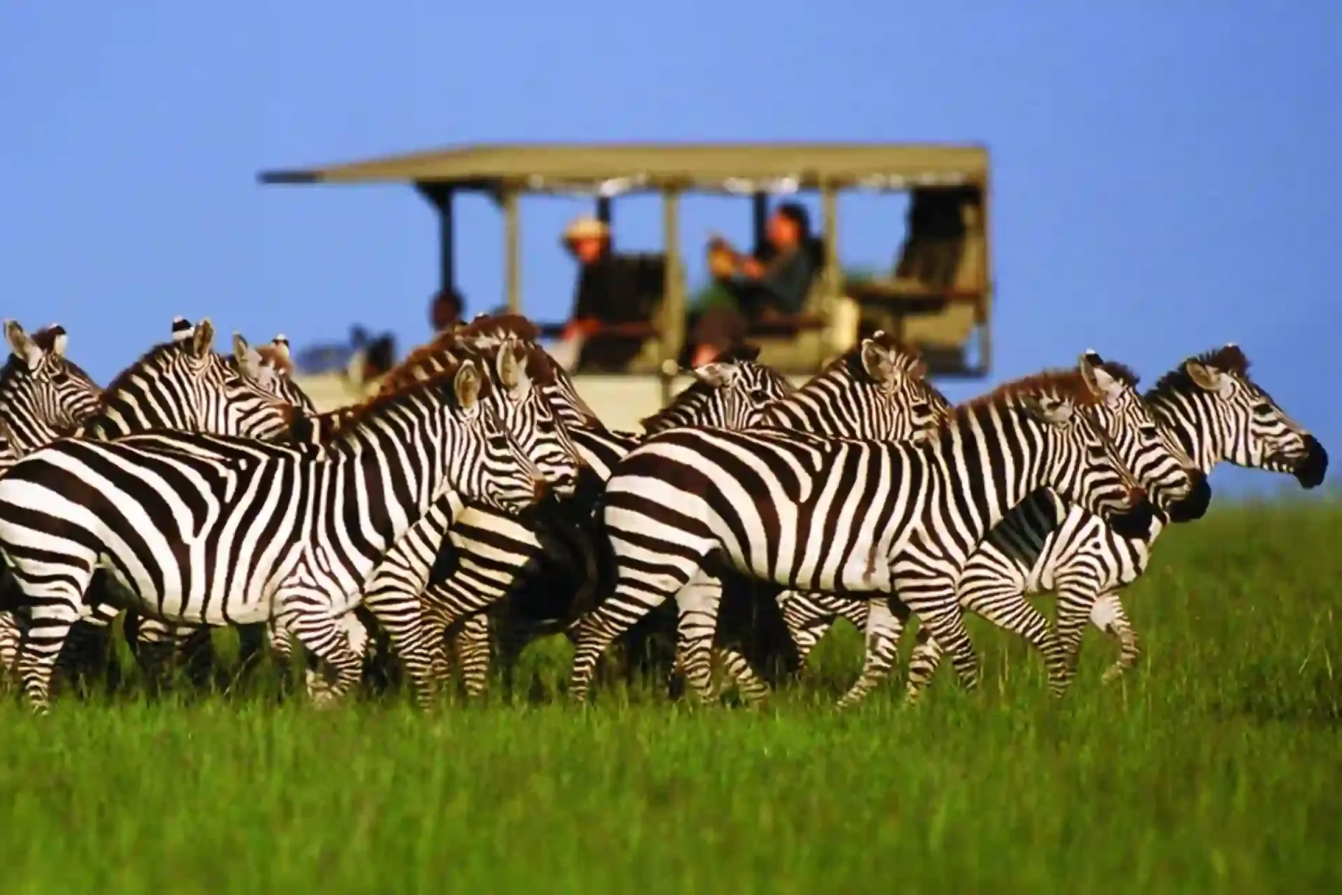 Kogatende Serengeti Safaris Company Ltd , a best tour operator in Tanzania