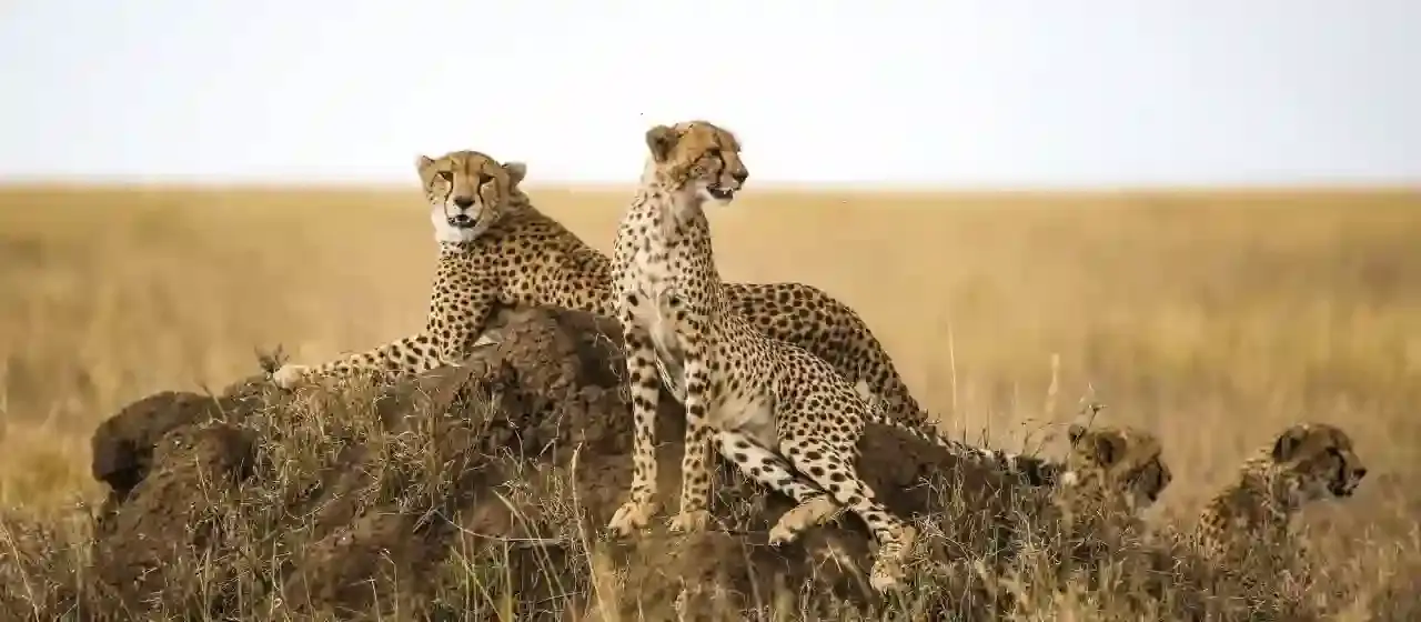 Kogatende Serengeti Safaris Company Ltd , a best tour operator in Tanzania